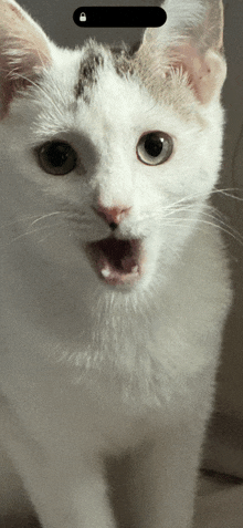 a close up of a white cat with a surprised look on its face