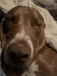 a close up of a brown and white dog sleeping