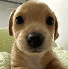 a close up of a brown puppy laying on a bed looking at the camera .