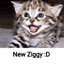 a kitten is smiling with its tongue hanging out and the words new ziggy : d below it .