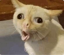 a white cat with its mouth open is sitting on a table .