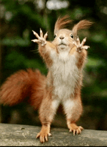 a squirrel standing on its hind legs with its paws up