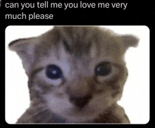 a picture of a kitten with a caption that says `` can you tell me you love me very much please ''