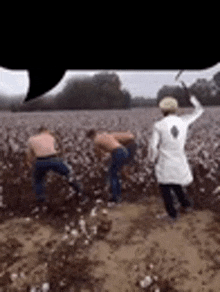 a group of men are picking cotton in a field .