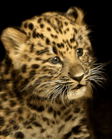 a close up of a baby leopard looking at the camera