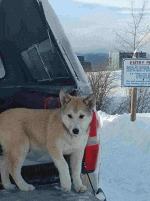 a puppy standing in the back of a car next to a sign that says entry point