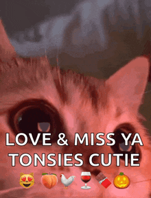 a picture of a cat with the words love & miss ya tonsies cutie