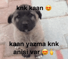 a picture of a puppy with the words knk kaan kaan yazma knk anisi var above it