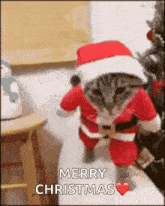 a cat is dressed in a santa suit and hat and says merry christmas .