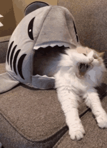 a cat laying on a couch with its mouth open in a shark bed