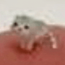 a blurry picture of a kitten sitting on a red surface .