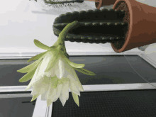 a cactus in a pot with a white flower growing out of it