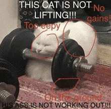 a white cat is sleeping on a dumbbell with a caption that says this cat is not lifting !!