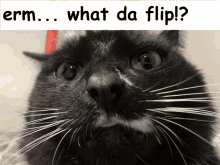 a black cat is looking at the camera with the words " what da flip " written above it