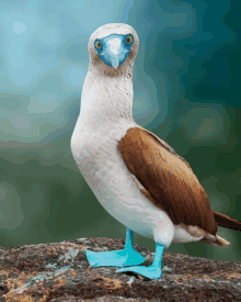 a brown and white bird with blue feet