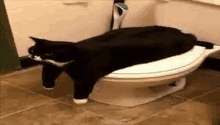 a black and white cat is laying on a toilet seat .