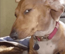 a close up of a brown and white dog wearing a pink collar .