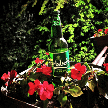 a green bottle of carlsberg pilsner sits on a flower pot