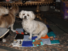 a dog is sitting on a quilt with a picture of a snoopy on it