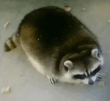 a close up of a raccoon walking on a concrete surface .