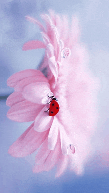 a ladybug sits on a pink flower with water drops