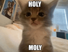 a cat is sitting on a bed with a caption that says holy moly .