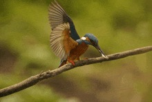 a bird perched on a branch with its wings spread