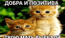 two kittens are sitting next to each other in a picture with russian writing on it .