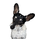 a black and white dog with big ears is sitting on a white background .