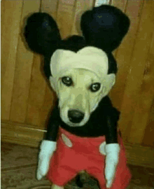 a dog is wearing a mickey mouse costume and standing next to a cat .