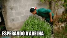 a man in a green shirt is looking at a plant with the words " esperando a abelha " below him