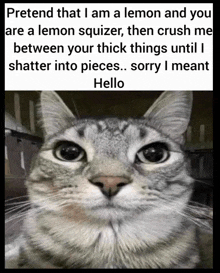 a cat with a caption that says pretend that i am a lemon