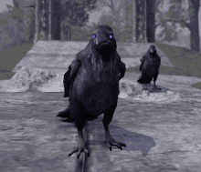 two black birds with purple eyes stand on a rock