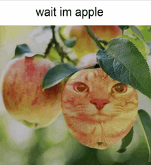 a picture of an apple with a cat 's face on it with the caption wait im apple