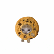 a round chocolate chip cookie with a cat 's face on it