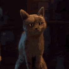 a cat is looking at the camera with a dark background