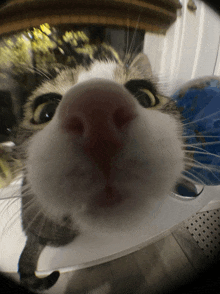 a close up of a cat 's face looking at the camera