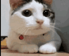 a white and brown cat with a red collar is laying down on a table looking at the camera .