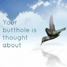 a hummingbird is flying over a body of water with the words " your butthole is thought about "