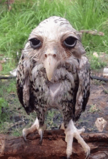 a bird with a long beak is standing on a log and looking at the camera