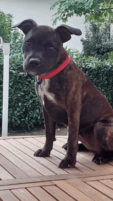 a brown dog with a red collar is sitting on a deck