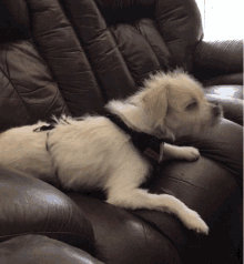 a small dog laying on a brown leather couch with a collar that says ' i love you ' on it