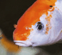 a close up of a fish 's face with orange and white colors