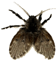 a close up of a moth 's head and wings on a white background