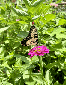 a butterfly is perched on a pink flower in the garden