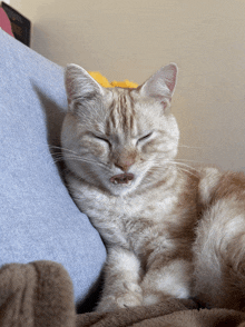 a cat with its eyes closed laying on a couch