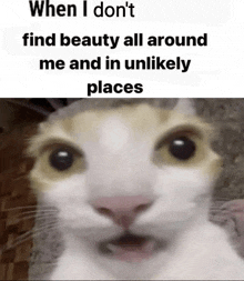 Find Beauty Meme