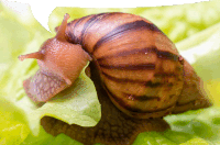 a snail is crawling on a green leaf with a white background behind it