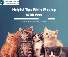 a group of kittens are sitting next to each other with the words helpful tips while moving with pets