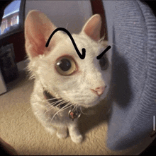 a white cat with a drawing of an arrow on its nose